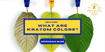 What Are Kratom Colors And Strains?: Chart And Explanation - MITRAGAIA